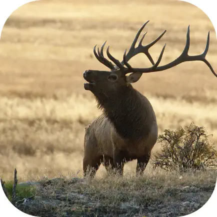 Elk Calls: Hunting Calls Cheats