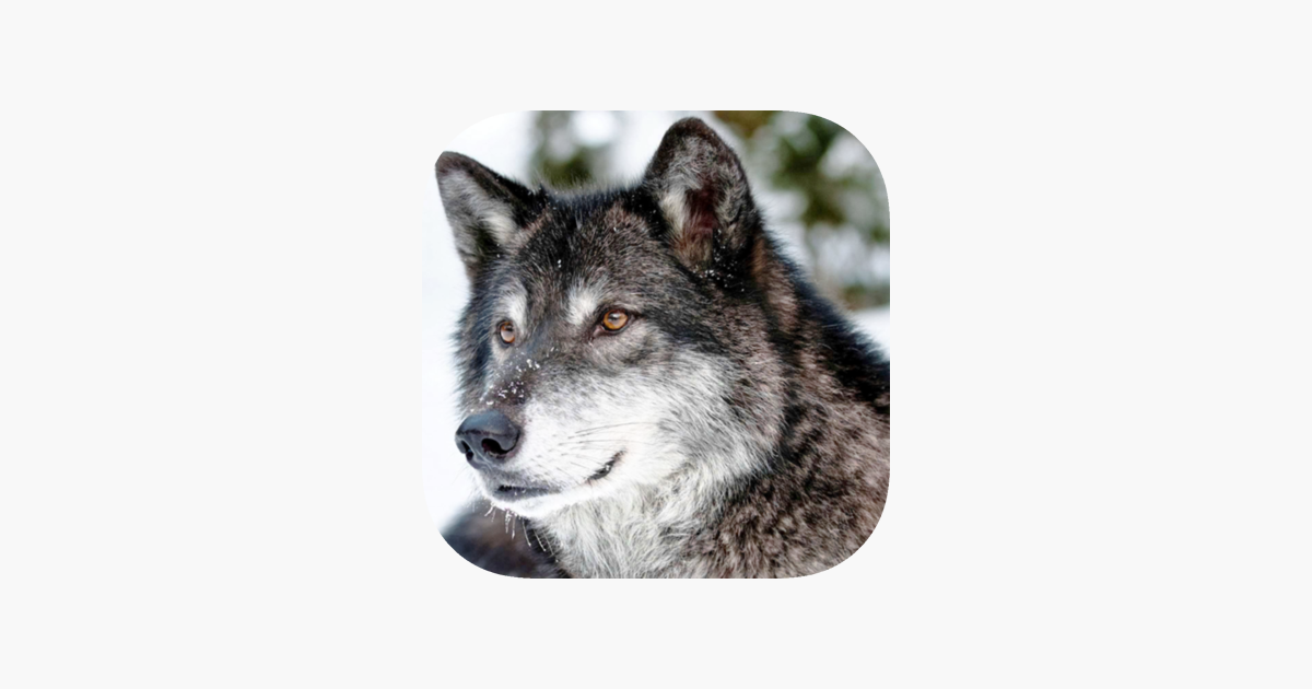 be quiet Dial Chronic simulatorul lup sălbatic 2022 în App Store
