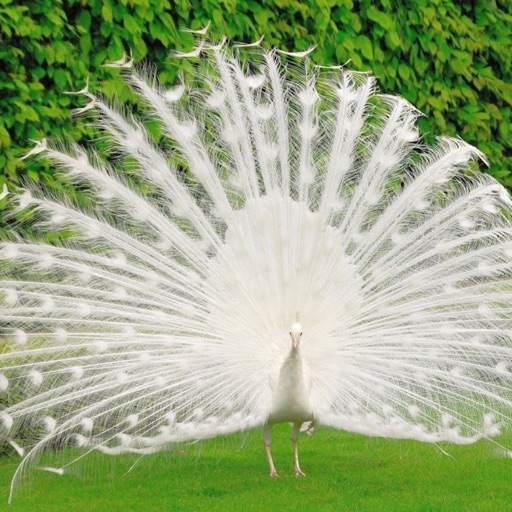 Peacock Wallz - Most Beautiful Peacock Pictures icon