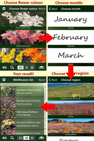 Wildflowers of South Africa screenshot 2