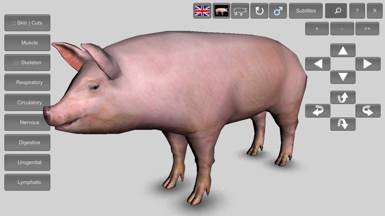 3D Pig Anatomy