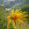 Heilpflanzen der Alpen