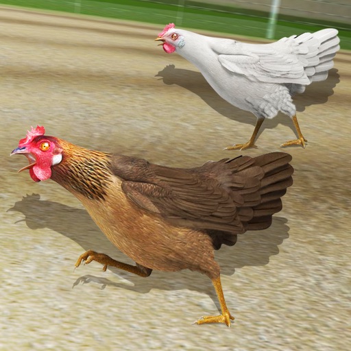 Hen Racing Simulator - Race Free Range Chickens Icon