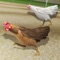 Not the dangerous rooster fighting but we present you the cure and gorgeous hens racing game, select the hen you like, and race her against other hens, these chickens love running and racing around, for them this racing track is 