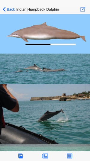 Dolphins and Whales World Sightings Guide(圖3)-速報App