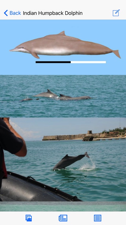 Dolphins and Whales World Sightings Guide