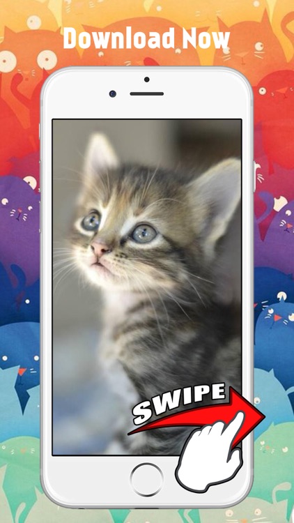 Cute Kitten Cat Wallpapers & Backgrounds screenshot-3