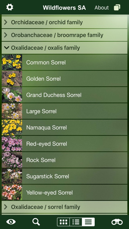 Wildflowers of South Africa, flower identification screenshot-4