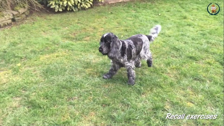 The Friendly Dog Club: The Next Steps screenshot-3