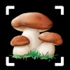 Mushroom Identifier: Fungus ID