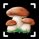 Mushroom Identifier Fungus ID