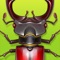 Forest Bugs - Tap Smash Game for Kids and Adults