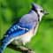 This free application contains many bird sounds from all over the world, for each bird has a photo and the audio format is compatible with ringtones