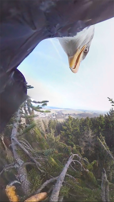 VR Fly With A Real Bald Eagle Virtual Reality 360のおすすめ画像4