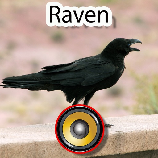 Real Raven Hunting Calls & Sounds iOS App