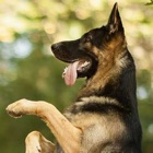 Top 29 Lifestyle Apps Like K9 German Shepherds Watch Dogs - Adoption & Rescue - Best Alternatives