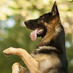 K9 German Shepherds Watch Dogs - Adoption & Rescue
