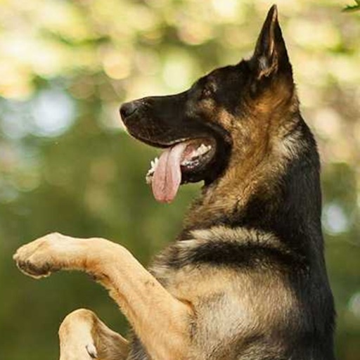K9 German Shepherds Watch Dogs - Adoption & Rescue Icon