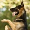 K9 German Shepherds Watch Dogs - Adoption & Rescue