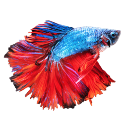 Ícone do app Betta Fish - Virtual Aquarium