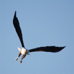 Birds of Namibia