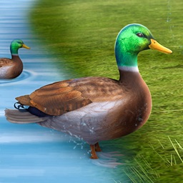 Real Duck Life Simulator 3D