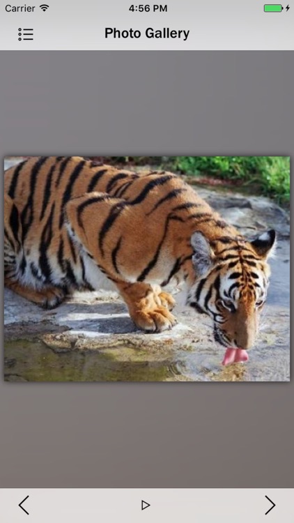 Animals Collection Pro