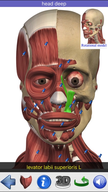 Visual Anatomy
