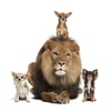 動物叫声音 - 動物世界獅子大自然界児童教育
