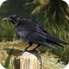 Flying crow hunting season : forest adventure