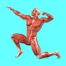 Get Muscular System Quizzes for iOS, iPhone, iPad Aso Report