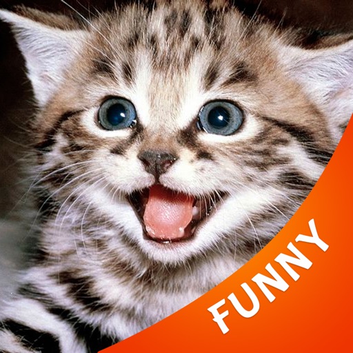 Funny Cat Images icon