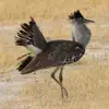 Birds of Botswana App Feedback