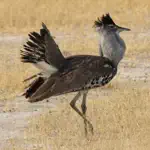 Birds of Botswana App Problems