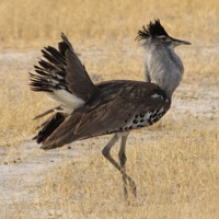 Vögel von Botswana apk