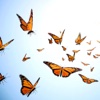Adventure Flying In A Beautiful Butterfly