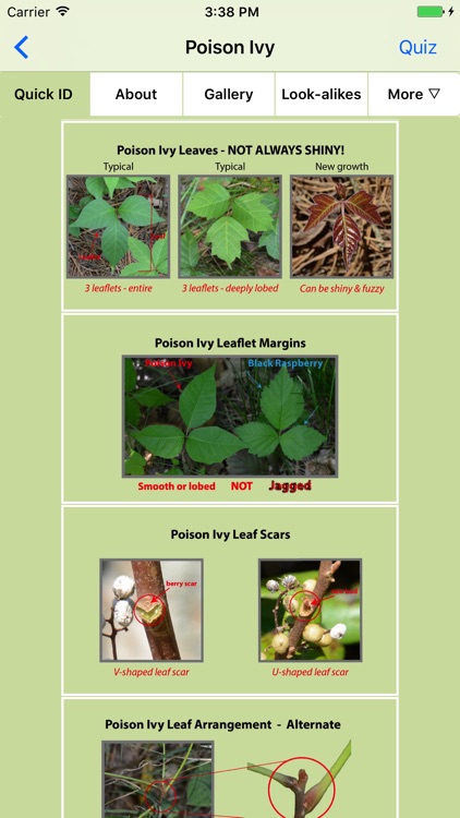 Rash Plants