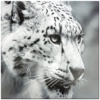 Snow Leopard Simulator 2017: Wild Big Cat Attack