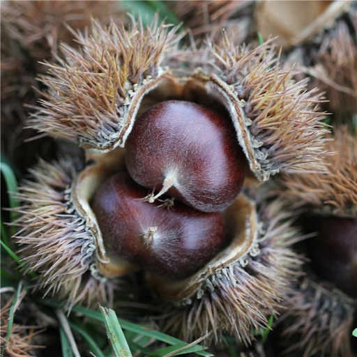 Chinese Chestnut 101-Growing Guide and Health Tips