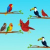 Bird Sort Color : Puzzle Games