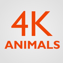 4K Animals