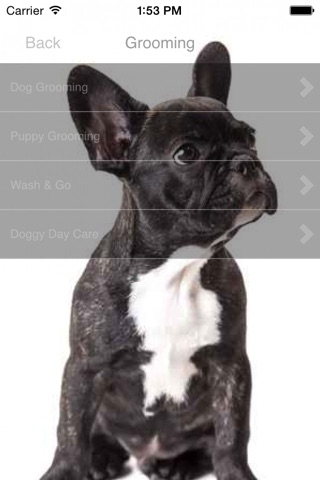 Posh Pups screenshot 3