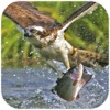 VR Eagle Fly Simulator : Hunt Small Fishes In Sea