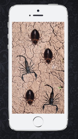 Smasher insects HD(圖2)-速報App