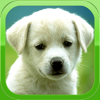 Puppy Wallpapers – Cute Puppy Pictures & Images - Rise Up Labs