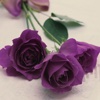 Purple Rose Wallpapers HD-Quotes and Art Pictures