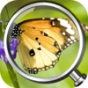 Butterfly Cage Escape - Can You Escape