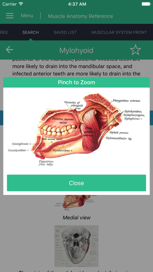 Muscle Anatomy Reference Guide(圖4)-速報App