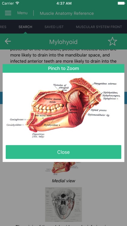 Muscle Anatomy Reference Guide screenshot-3