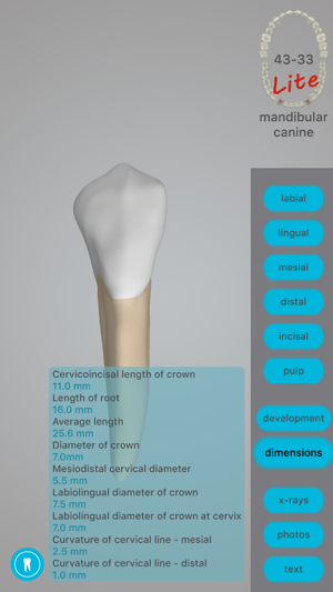 Dental Corpus Anatomy Lite(圖2)-速報App